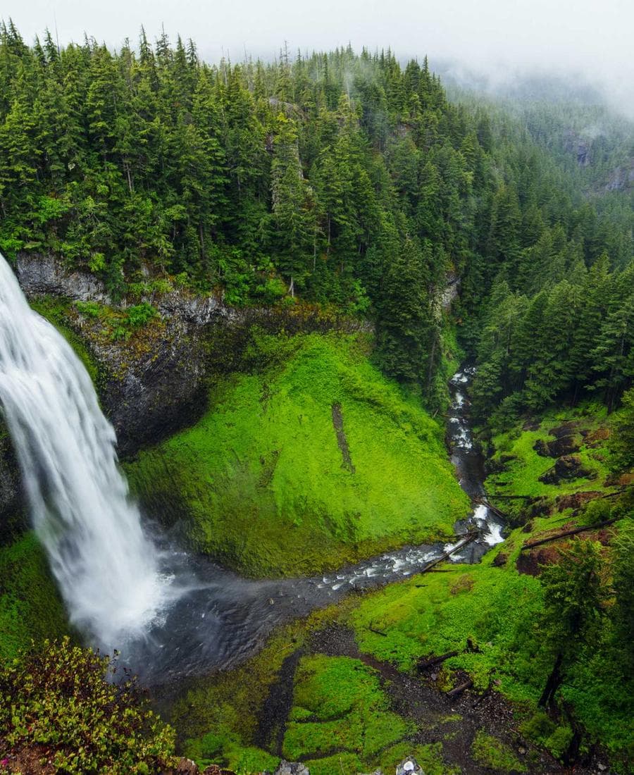 Waterfall in a green forest